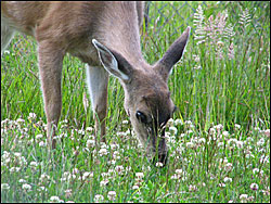 deer feeding in clover