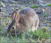 rabbit, looks like a long eared mouse