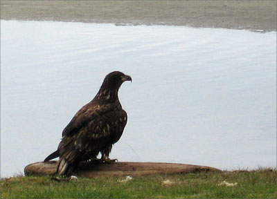 Young eagle taking a rest in my front yard