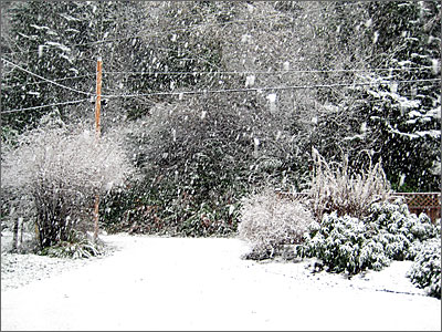 Big snow flakes