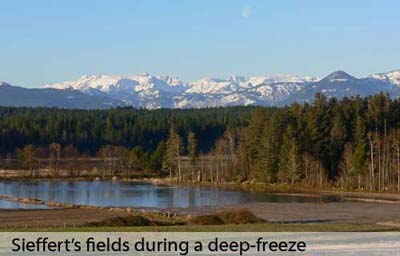 Sieffert's Winter fields